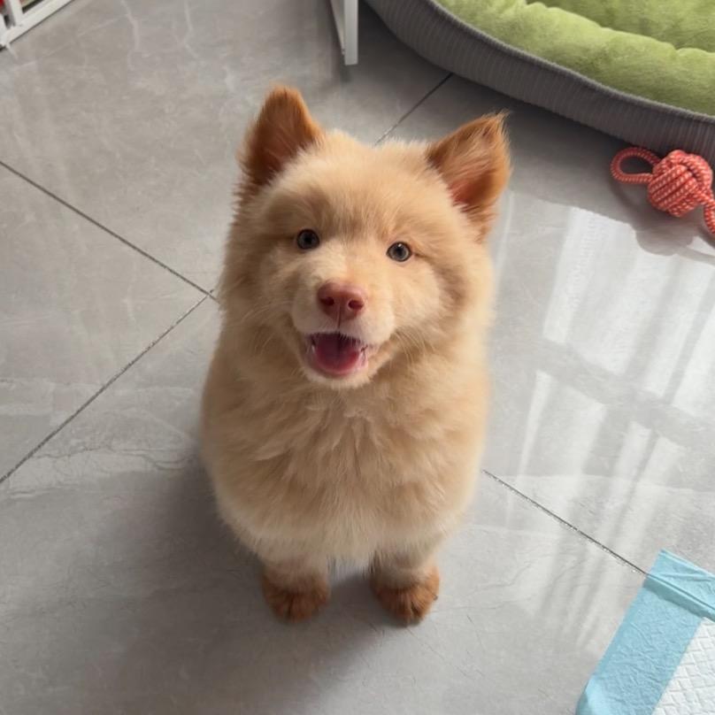 十三的抖圈儿