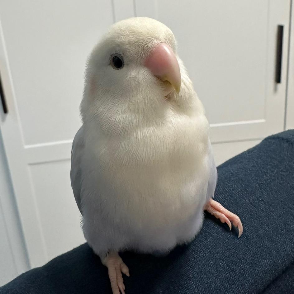 小点点的一天🐤