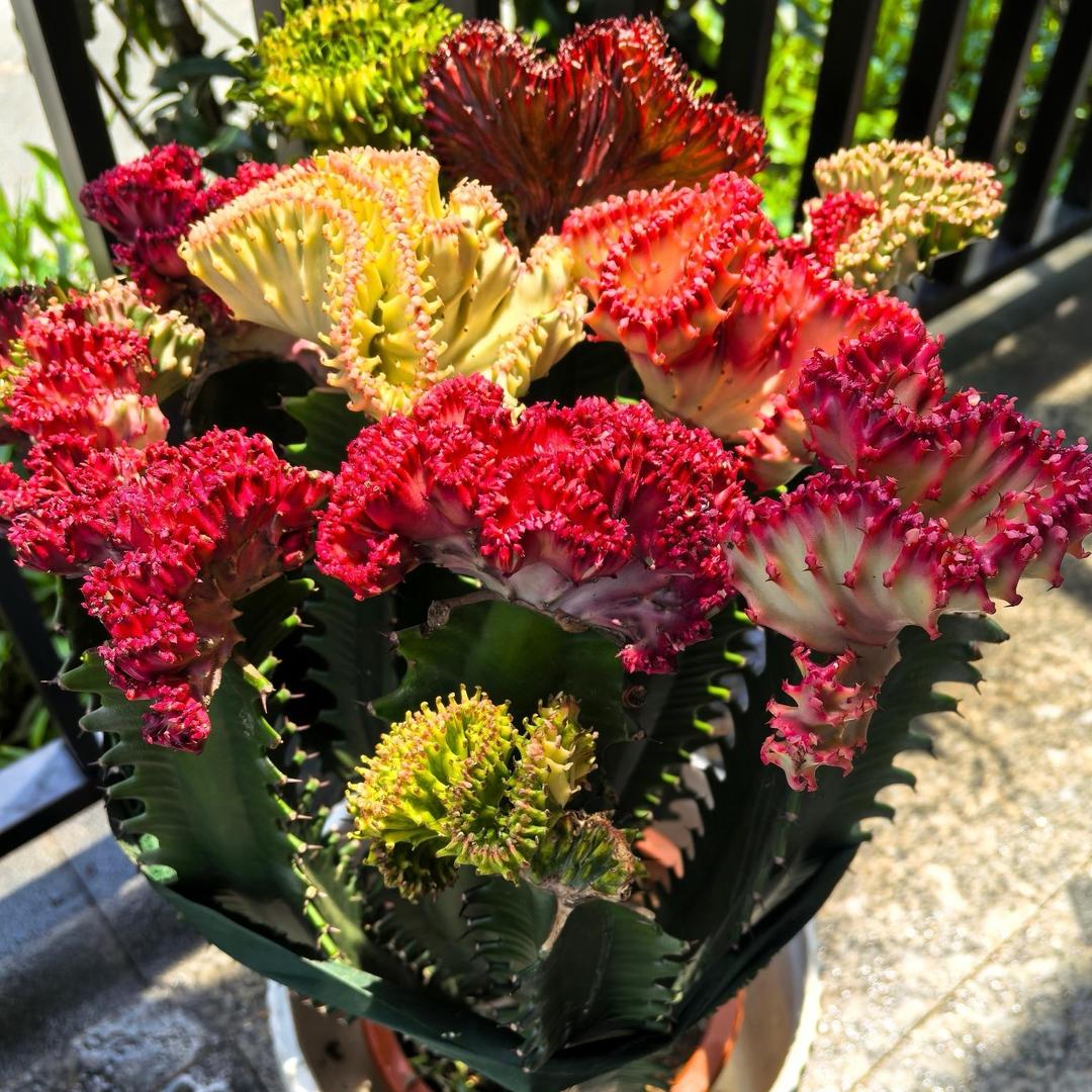 青橙花卉园艺中心