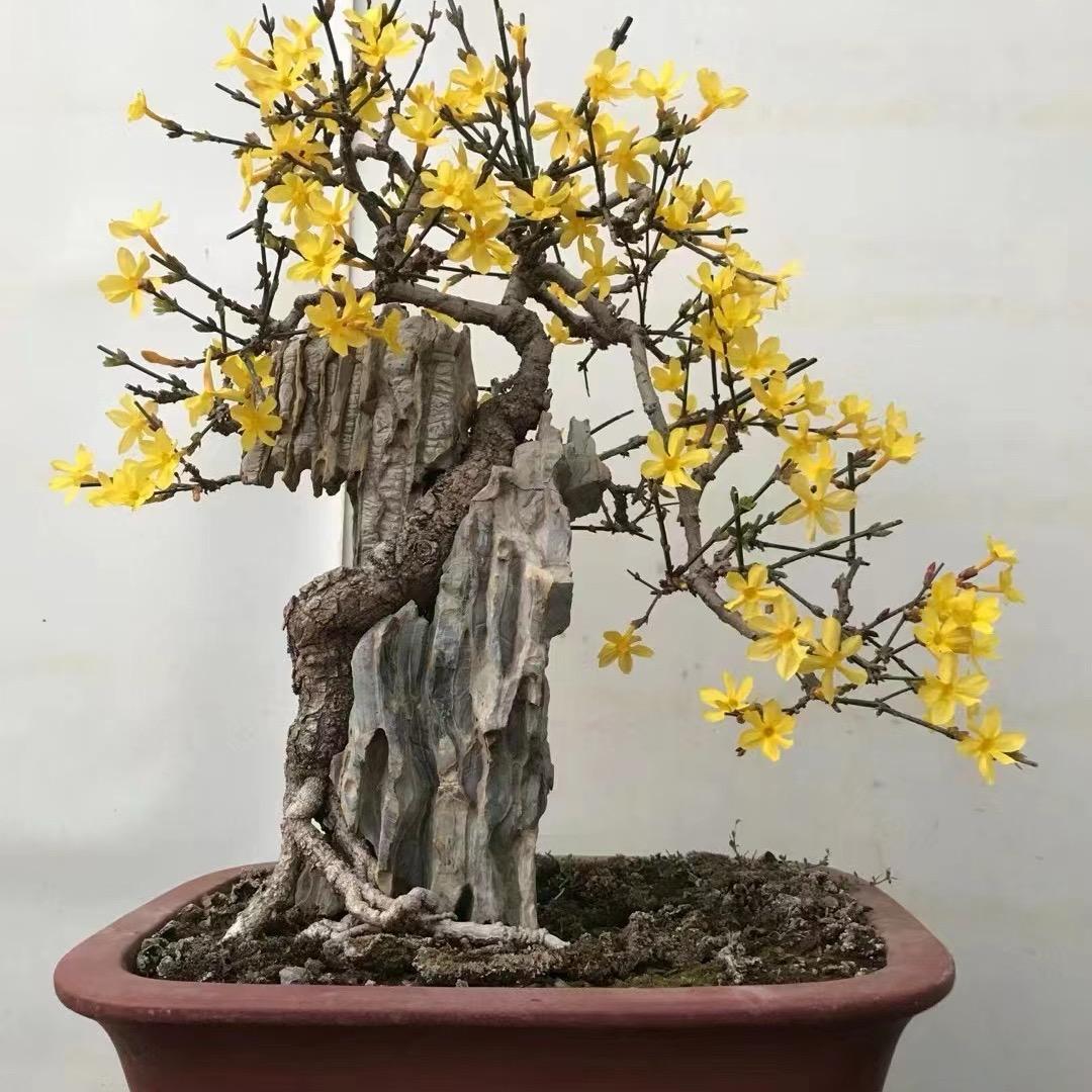 青岛凡舍盆景工作室