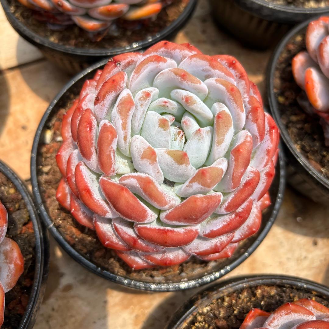 呈贡区雅雅肉肉园艺店