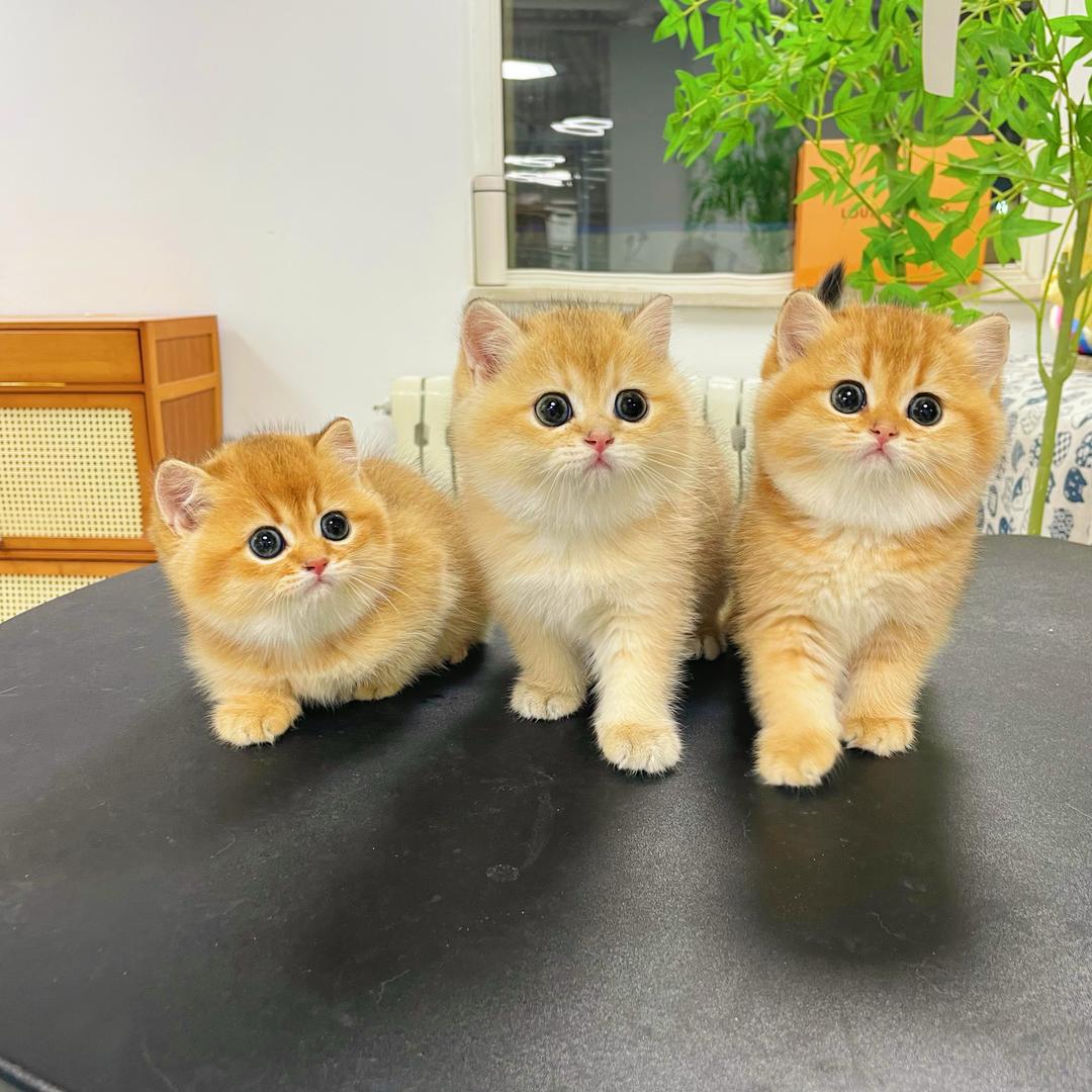 葛儿的喵