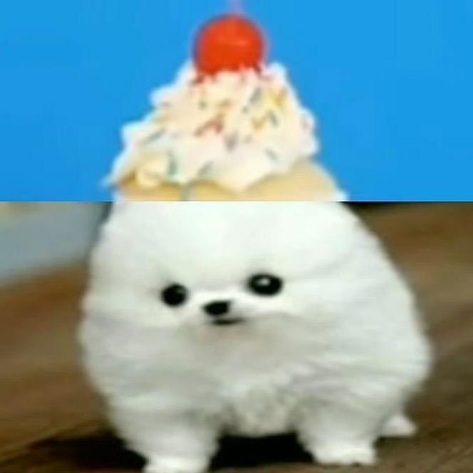 小片葉
