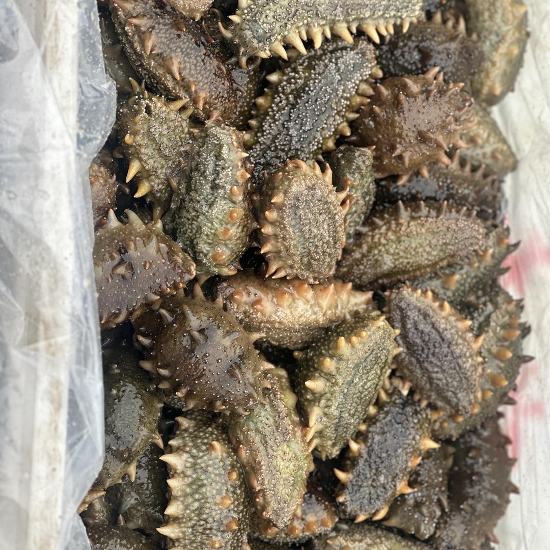 乾参堂海参