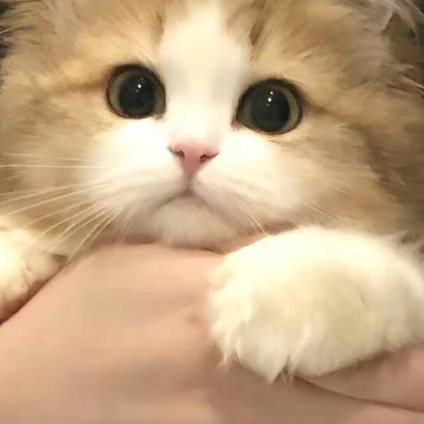 开屏布偶游戏