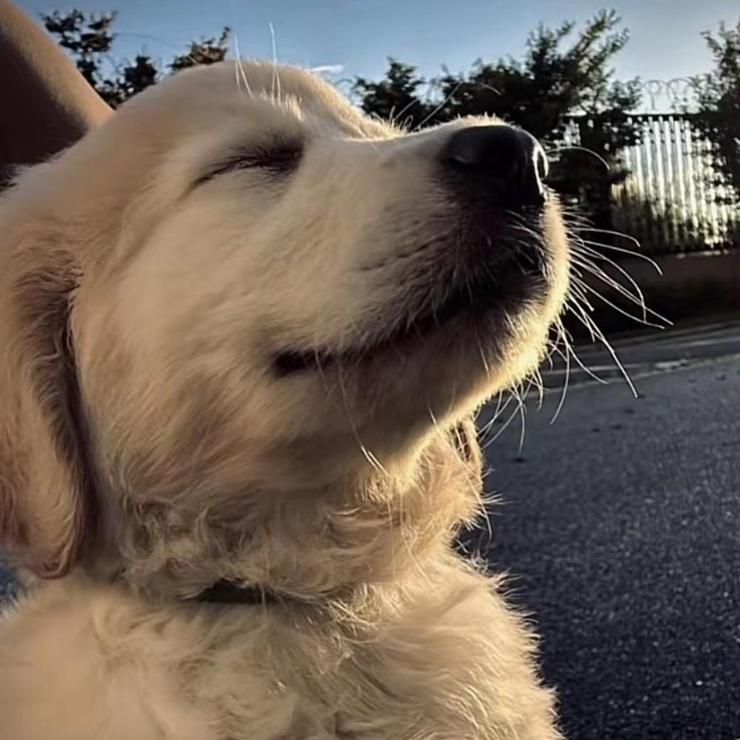 aa老王专业套狗