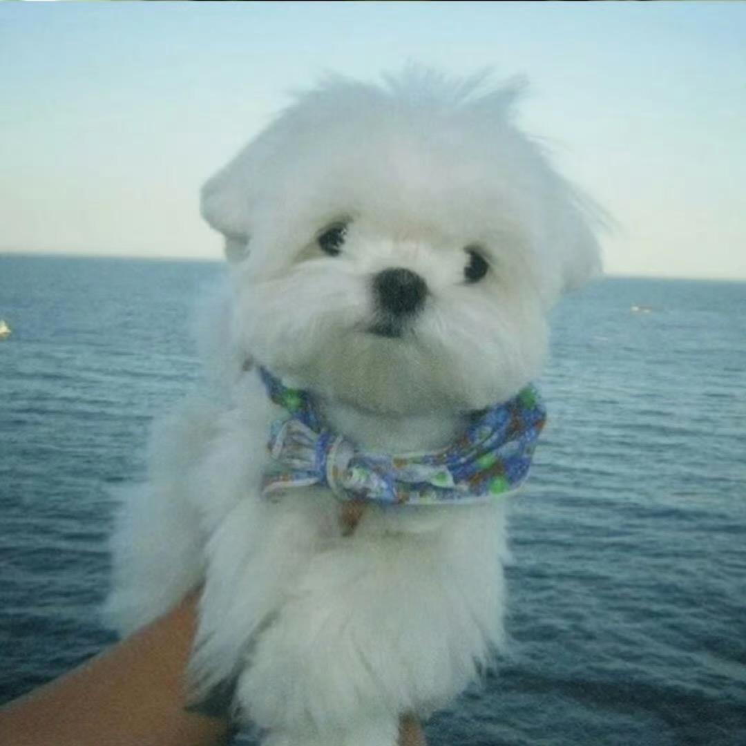 正月十四没有雪