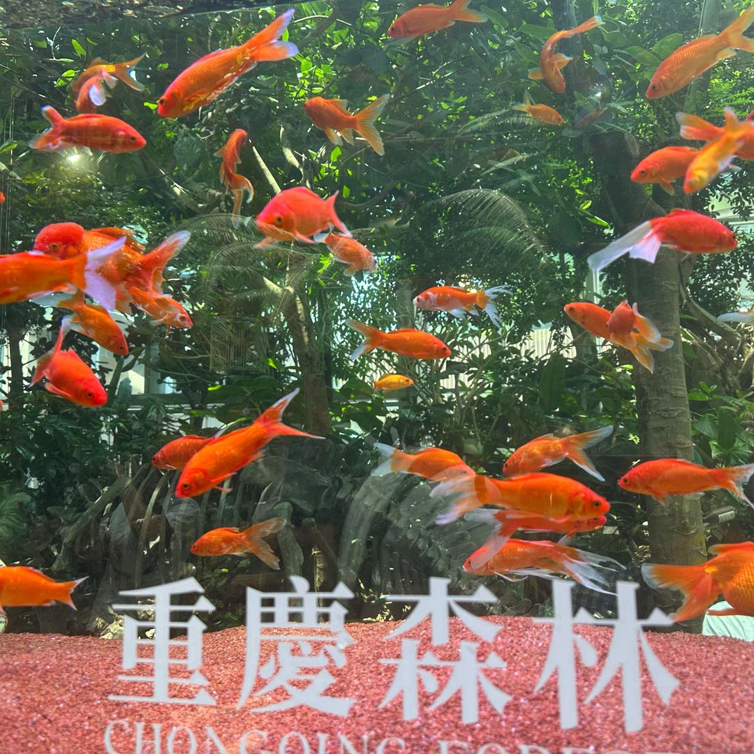 陈不乘
