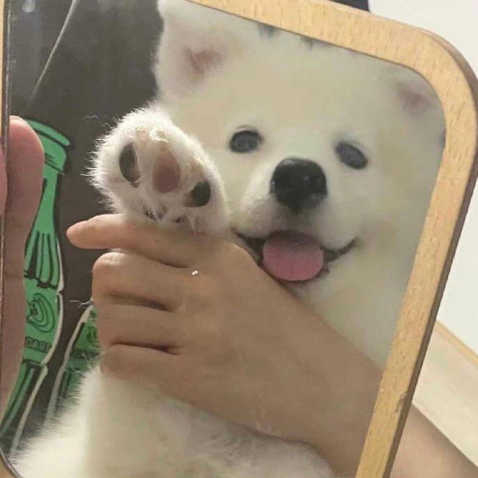 咪咪咪咪喵喵喵