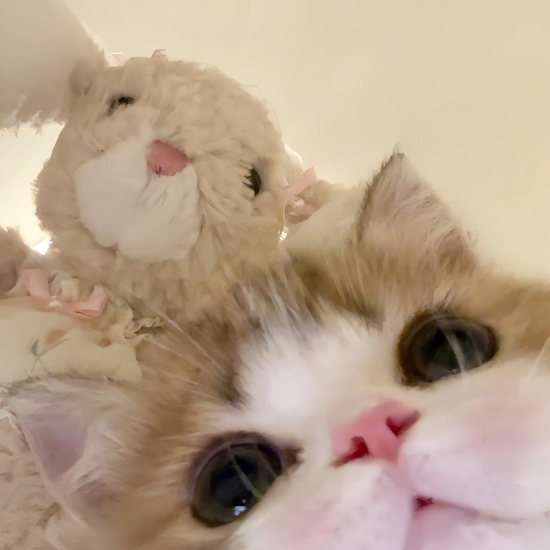 贝总