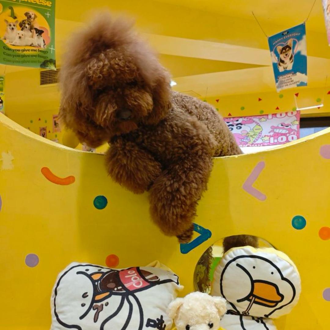 解忧猫王府宠咖钟楼店  猫咖狗咖宠物用品