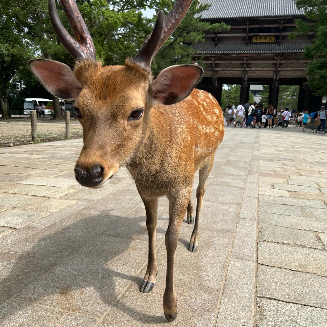 想去南极当企鹅