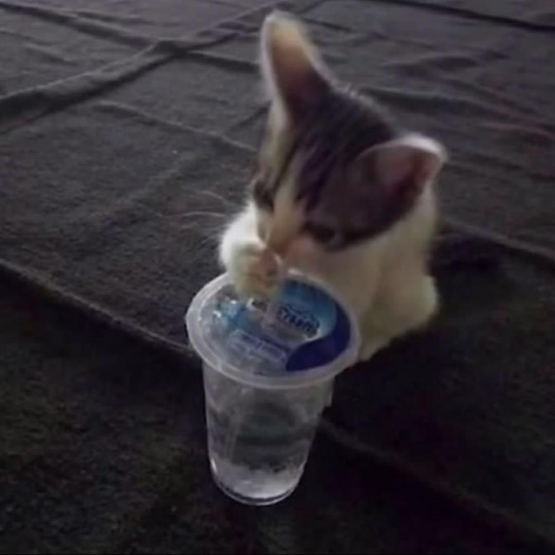 食懵你啊