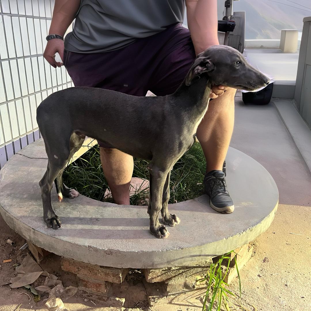 双杰犬舍