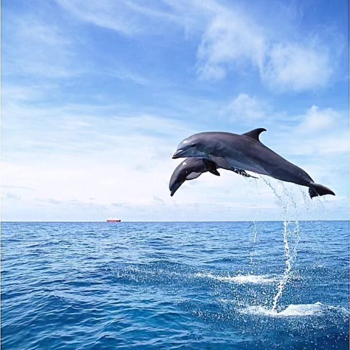 会飞的鱼🐬