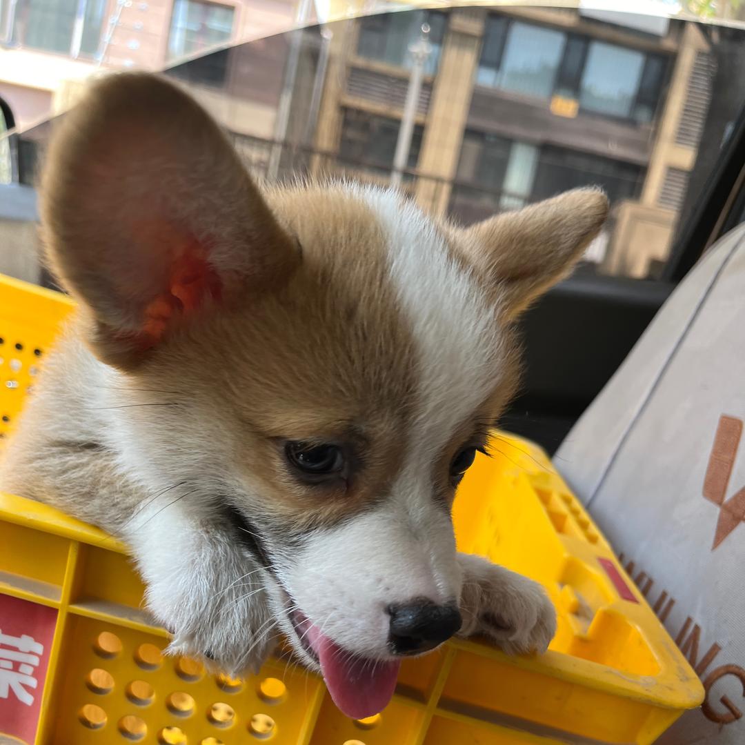 奔跑的老虎