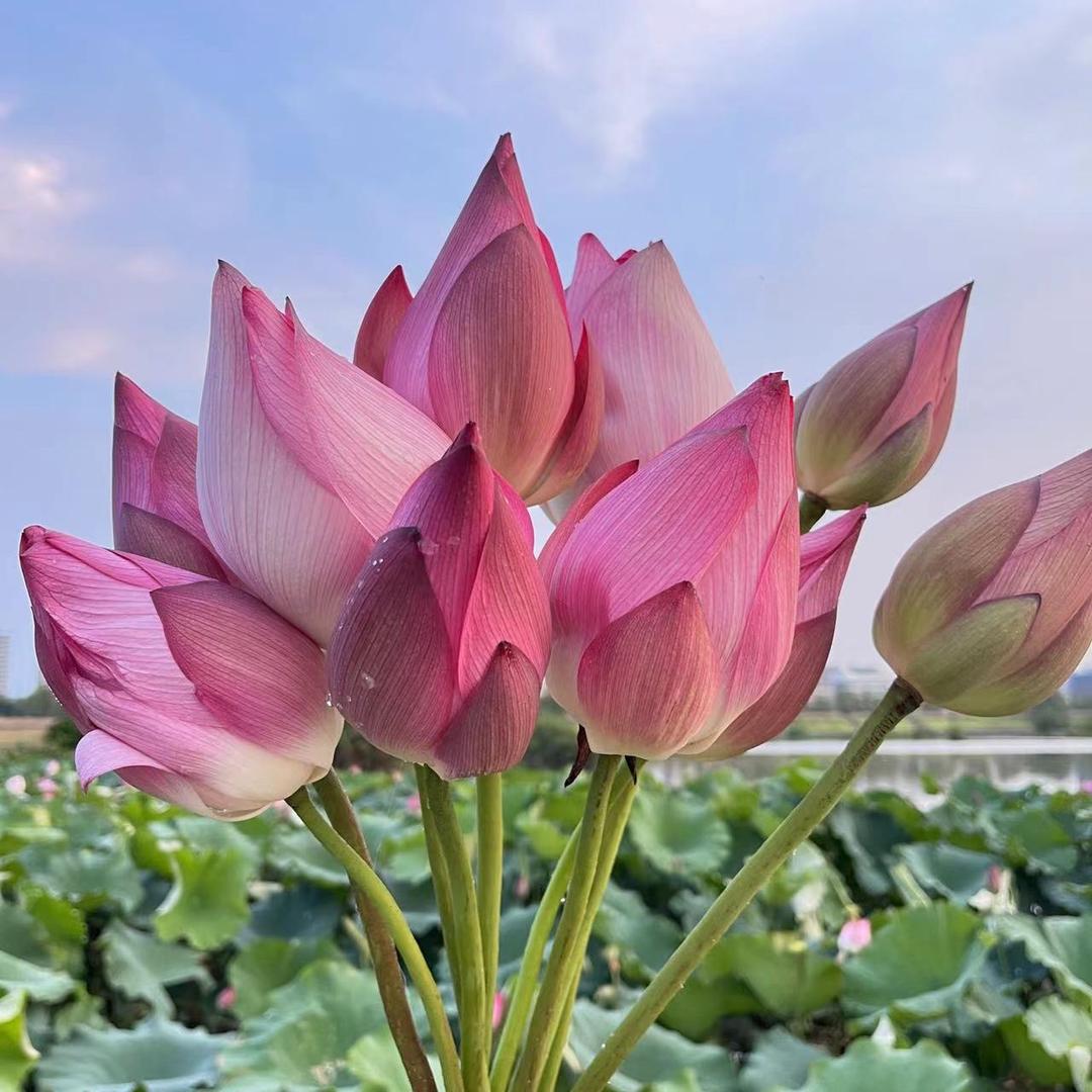春明的农场