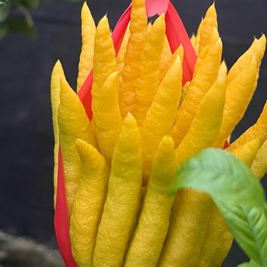 金艺绿植馆
