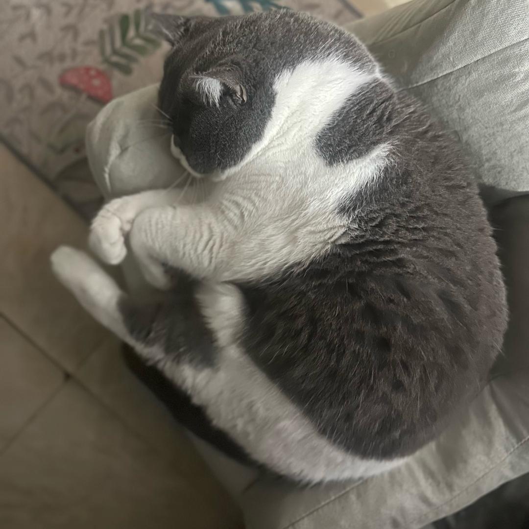 我有猫咪