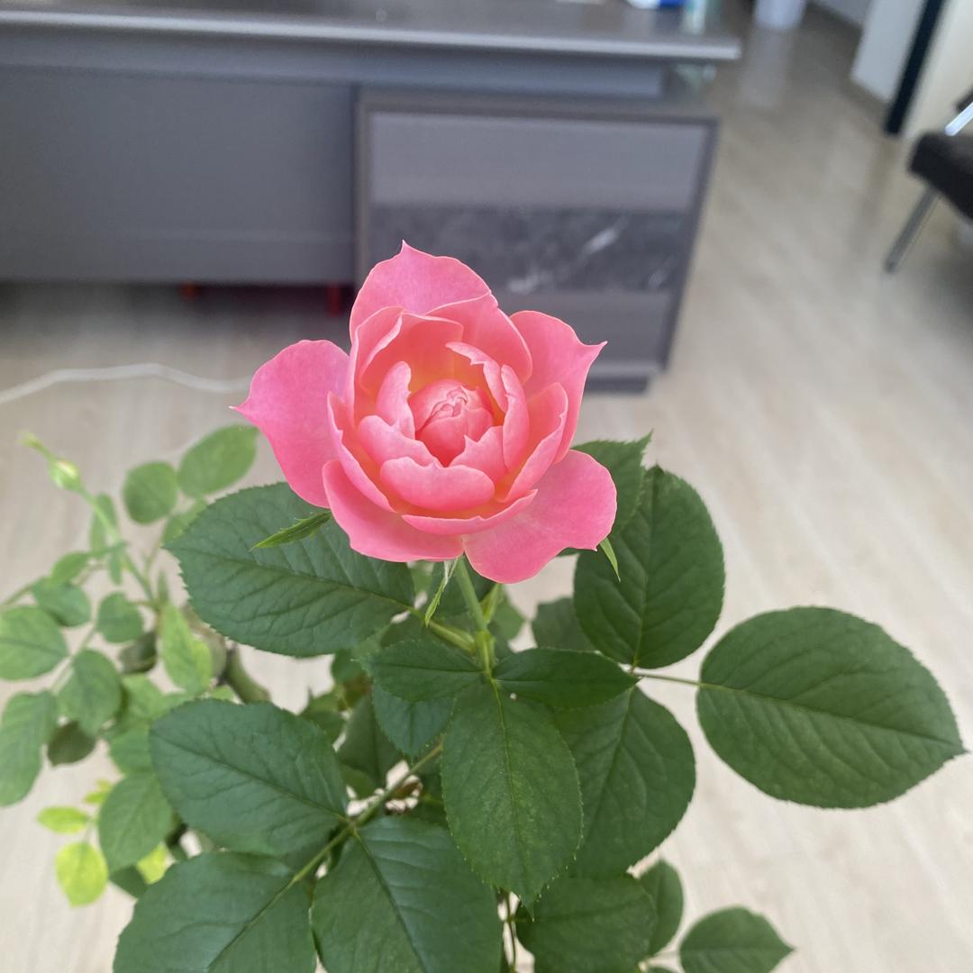 煜见你（天津上学李老师）