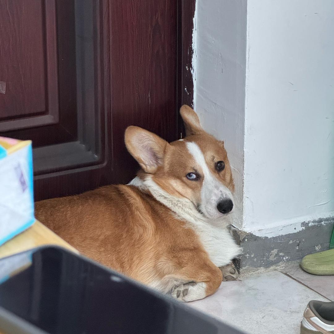 是得福不是德芙