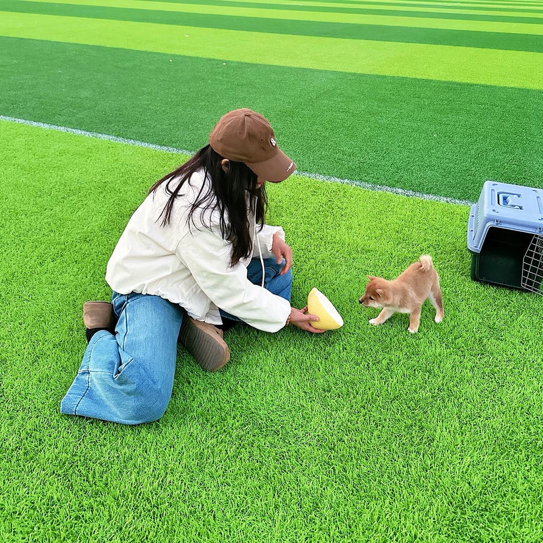 汤圆的成长日记（小柴柴）