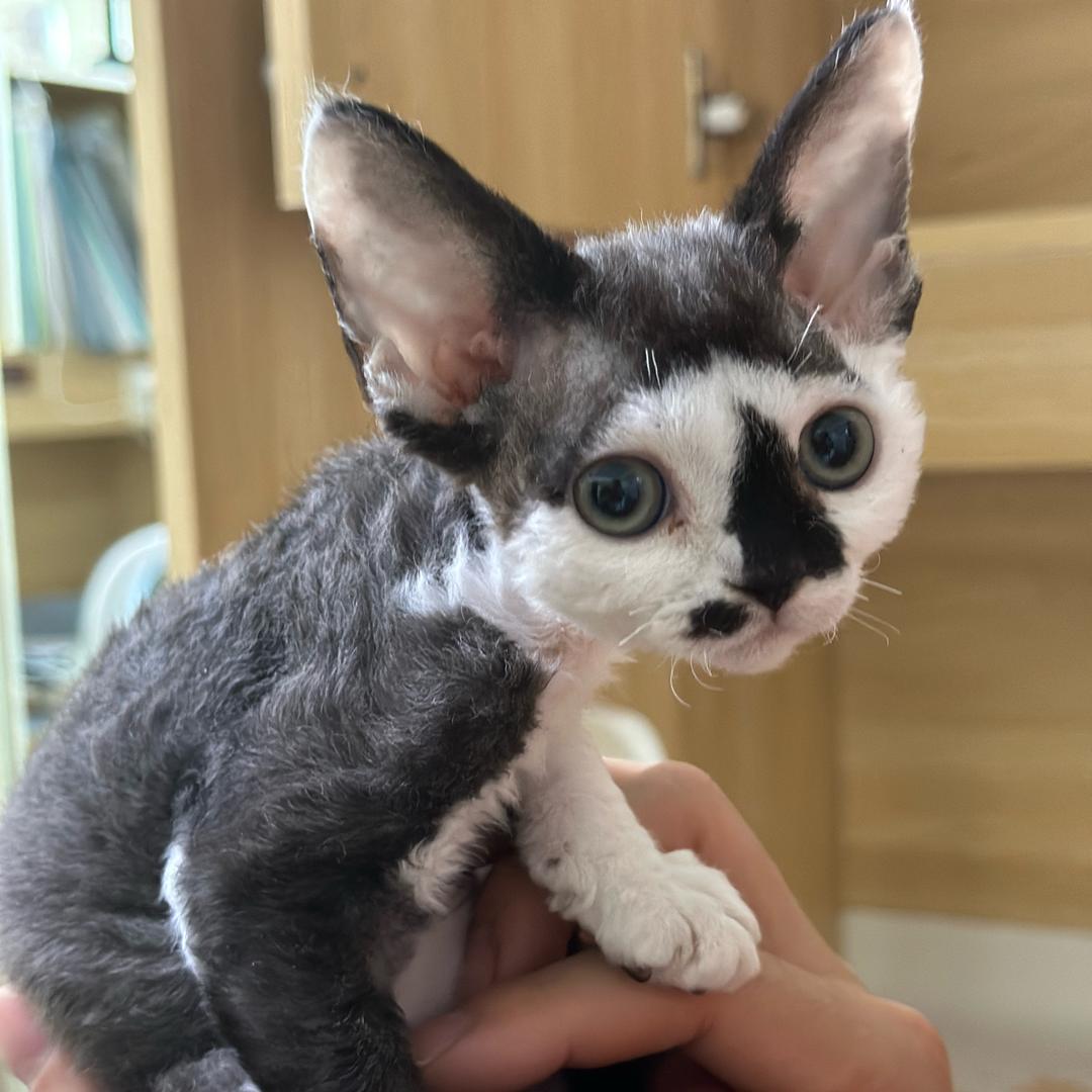 锅贴和二姨（丑猫姐妹）