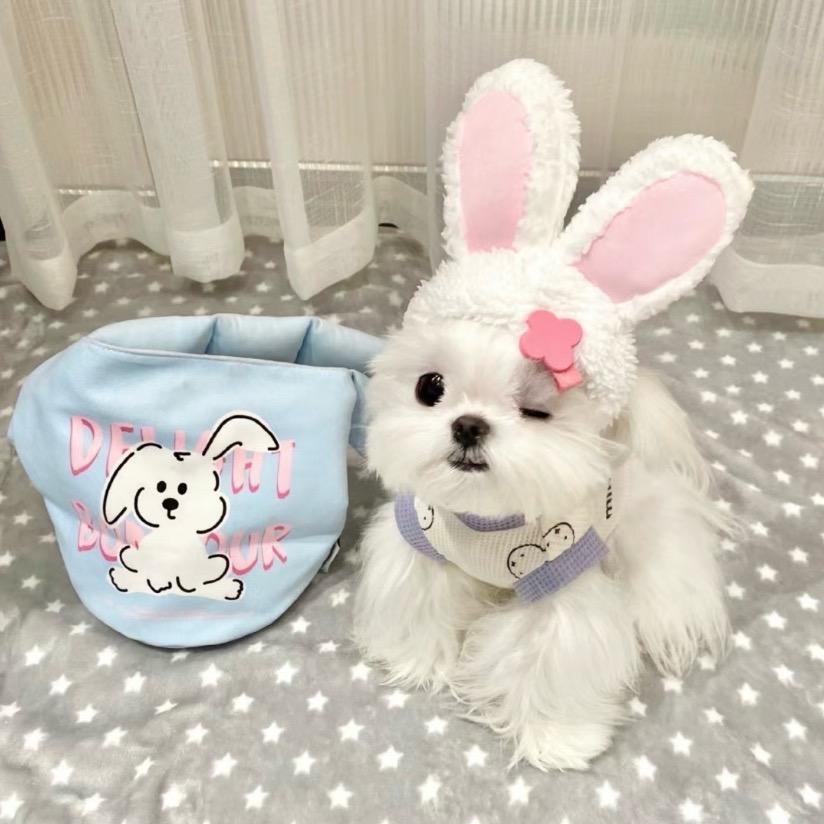 kitty从来不说hello