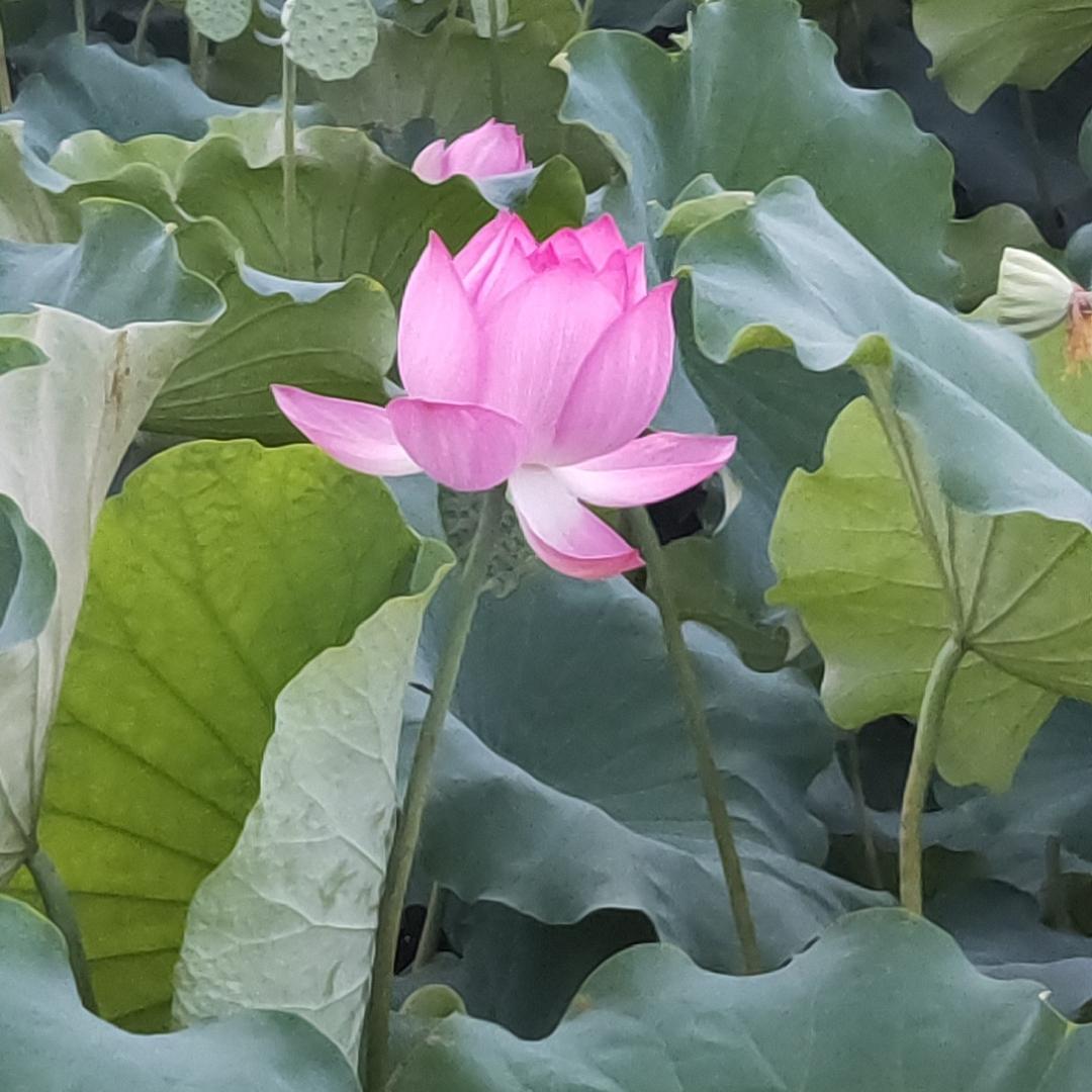 攀枝花市仁和区常来聚烧烤店