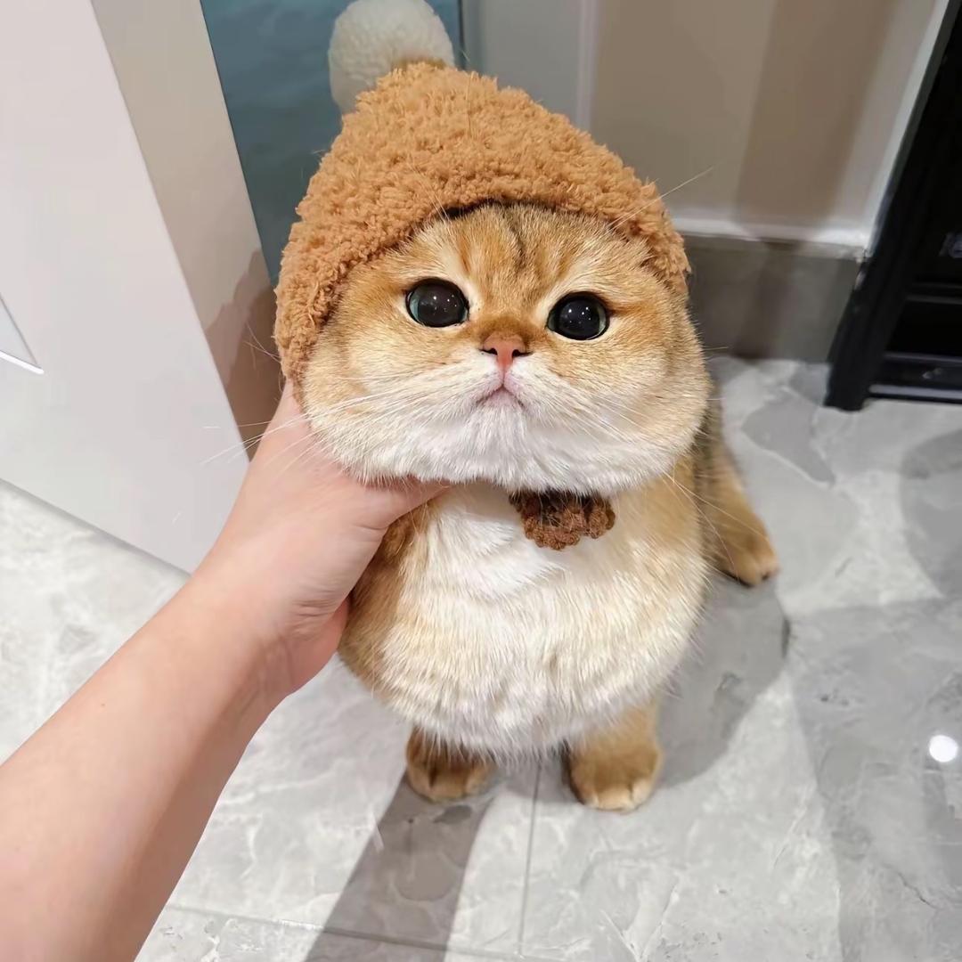 渣渣喵🐱