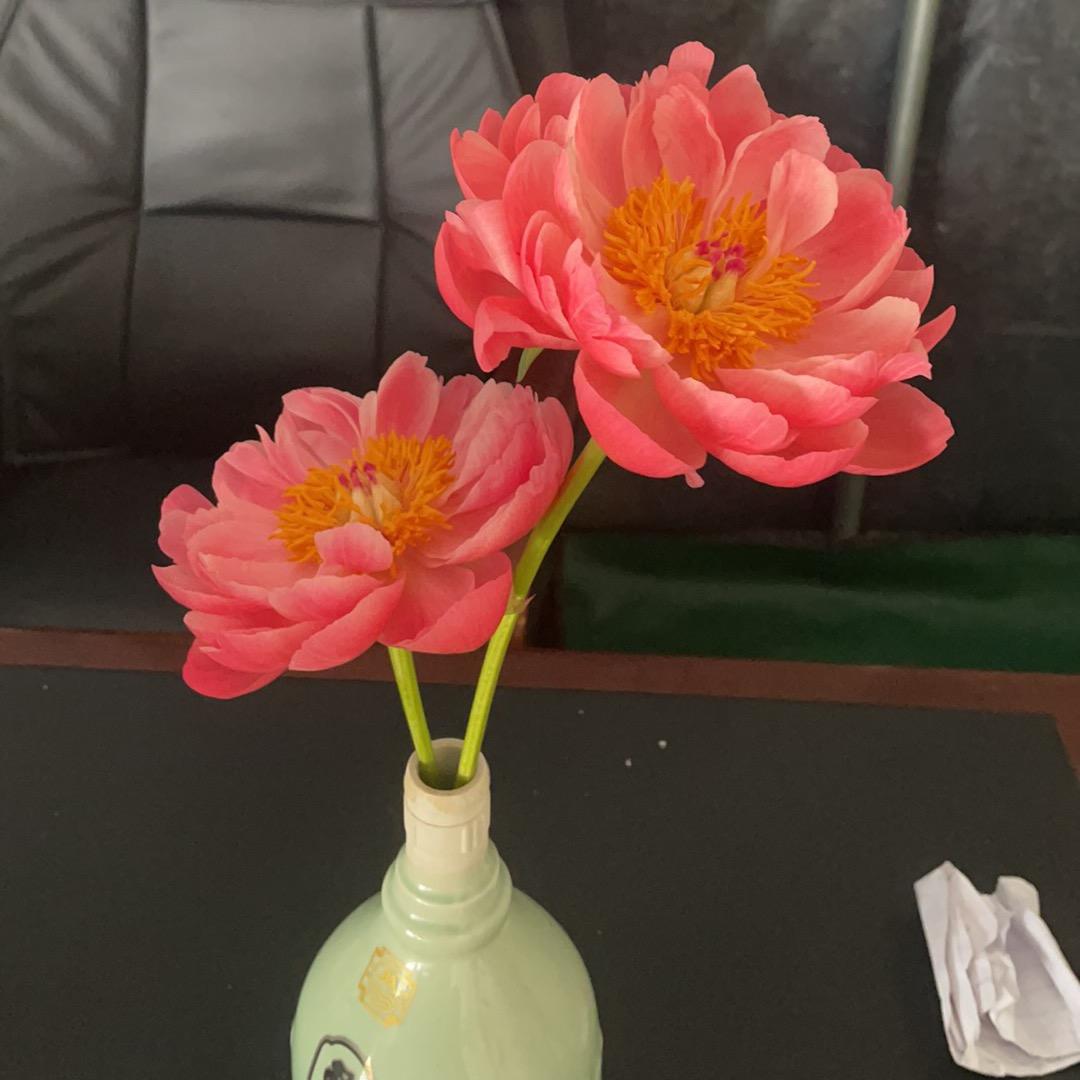 江苏铭浩芍药鲜花基地