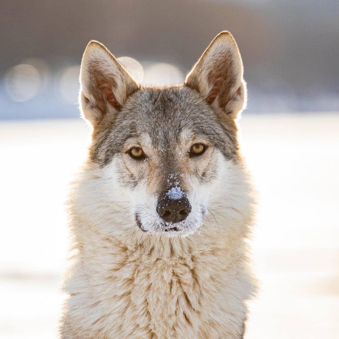 当路君犬舍-捷克狼