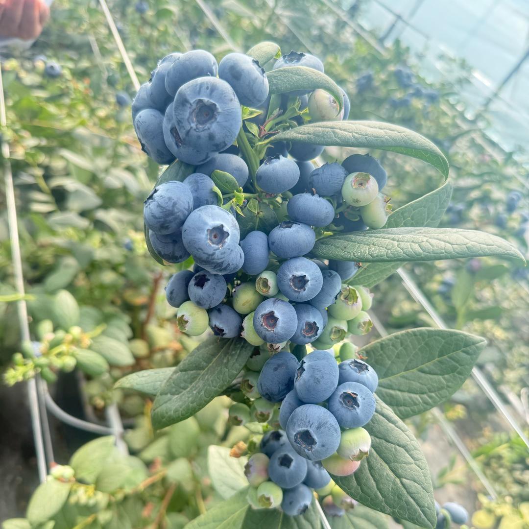 蓝莓🫐朱小朱