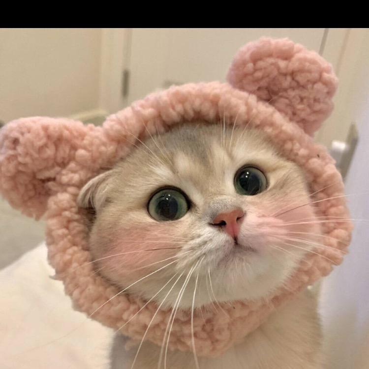 山茶花读不懂白玫瑰🌄