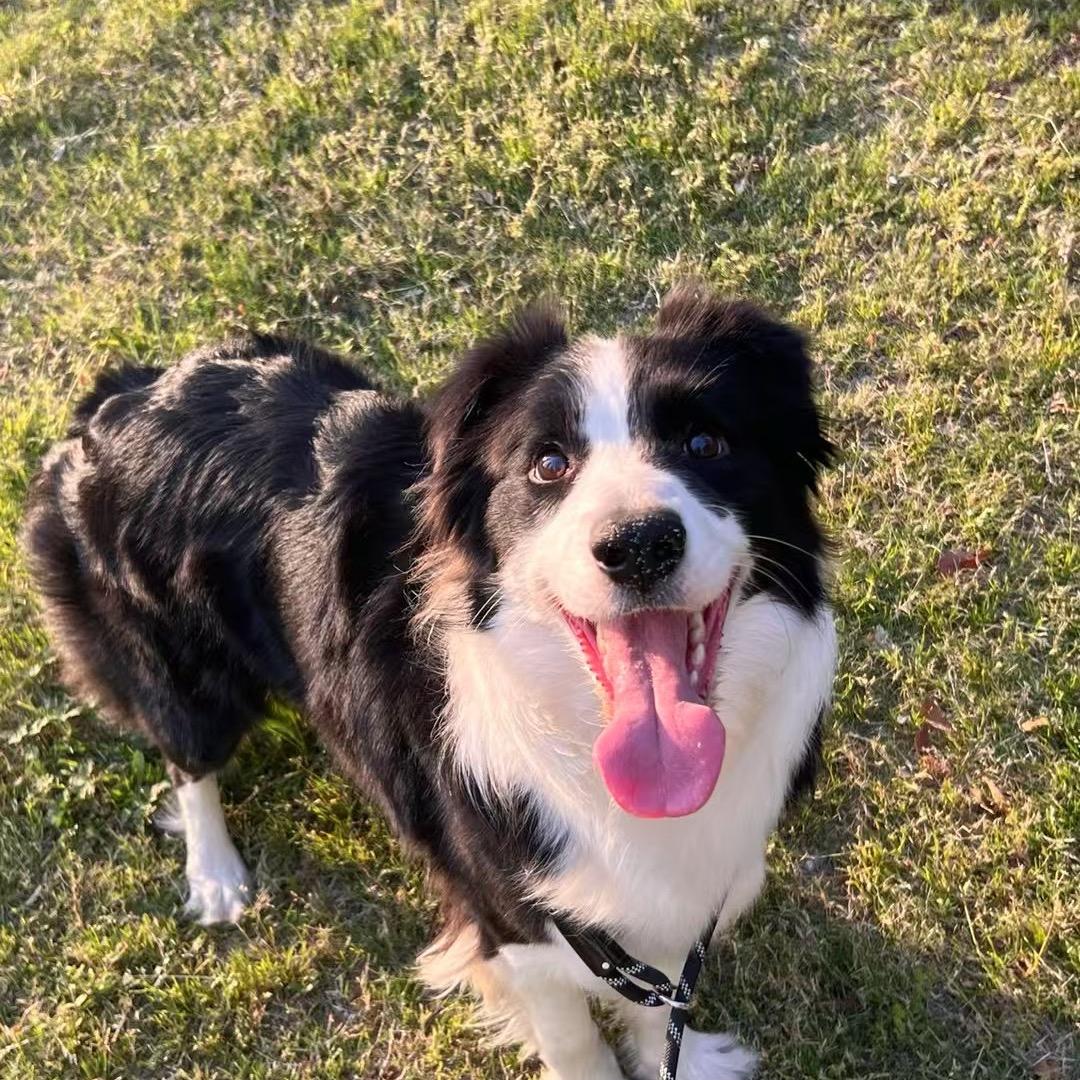 bbv 跨境（tk 版）