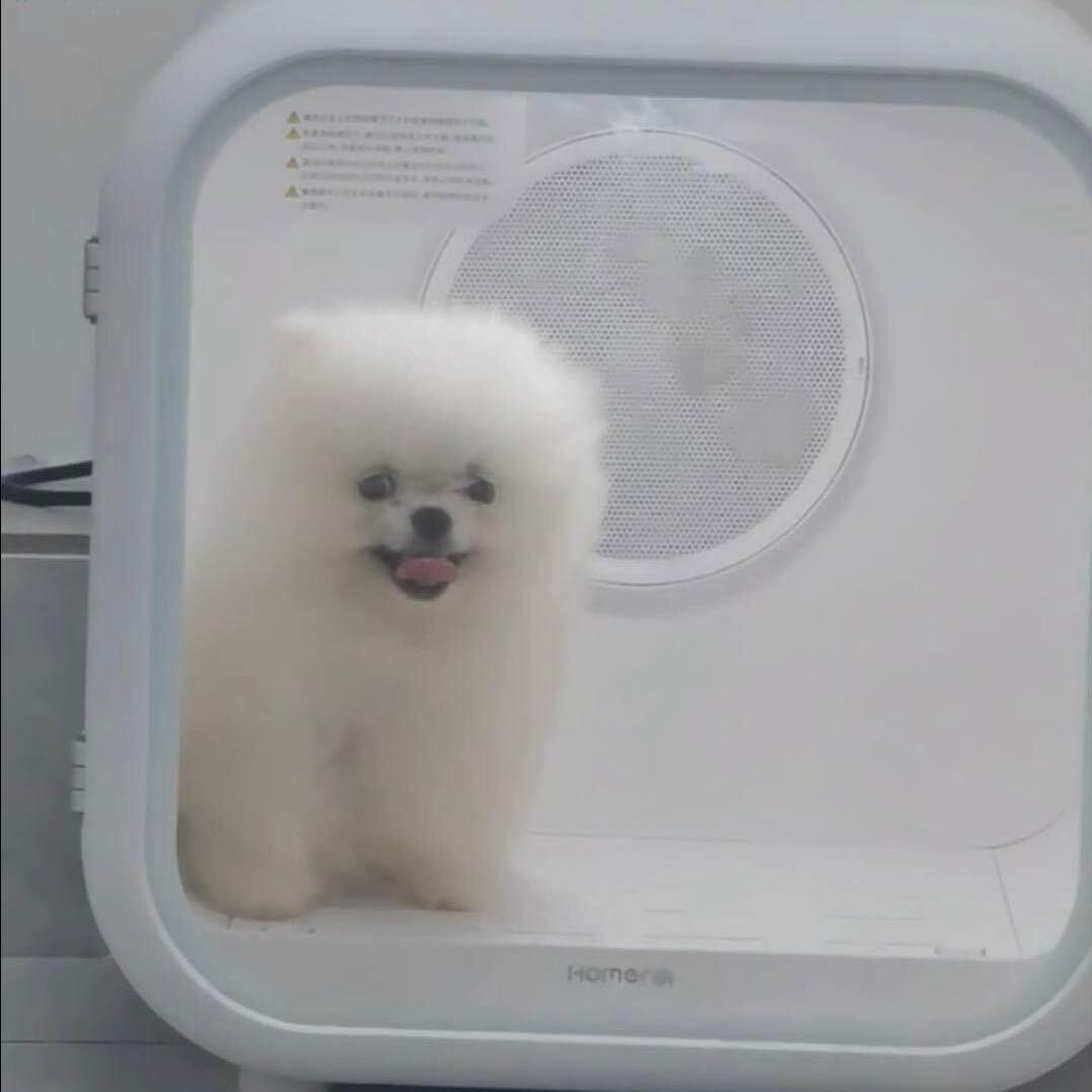 不想被炖的小鸡