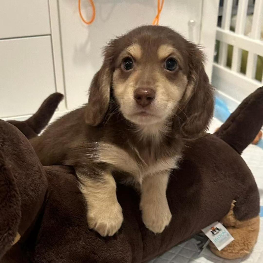 考拉的色懒男仆🐨