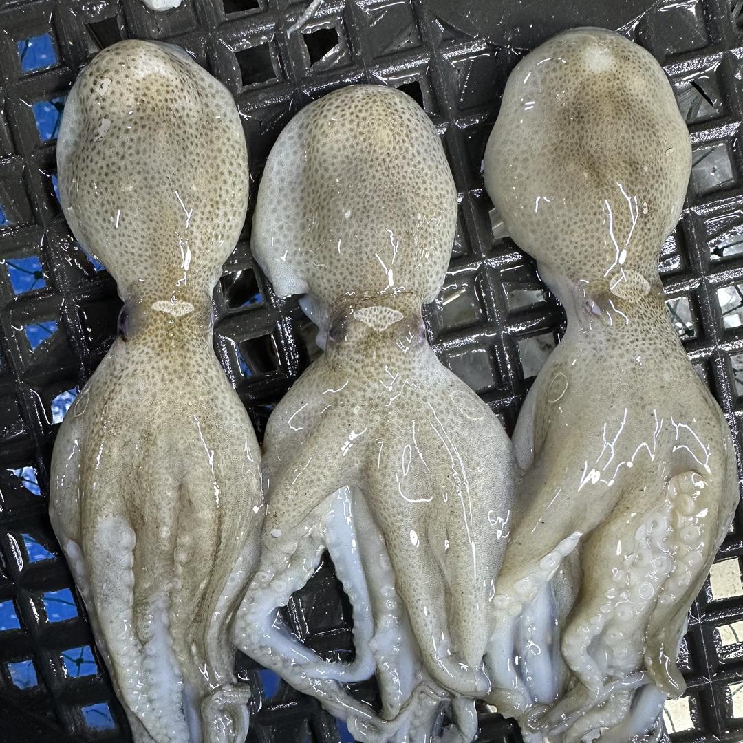 大兴渔歌海鲜批发