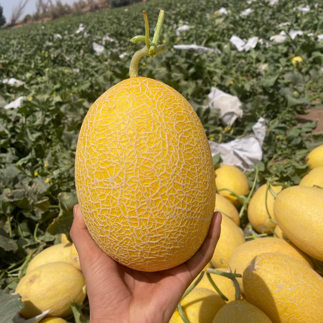 哈密瓜代办🍈