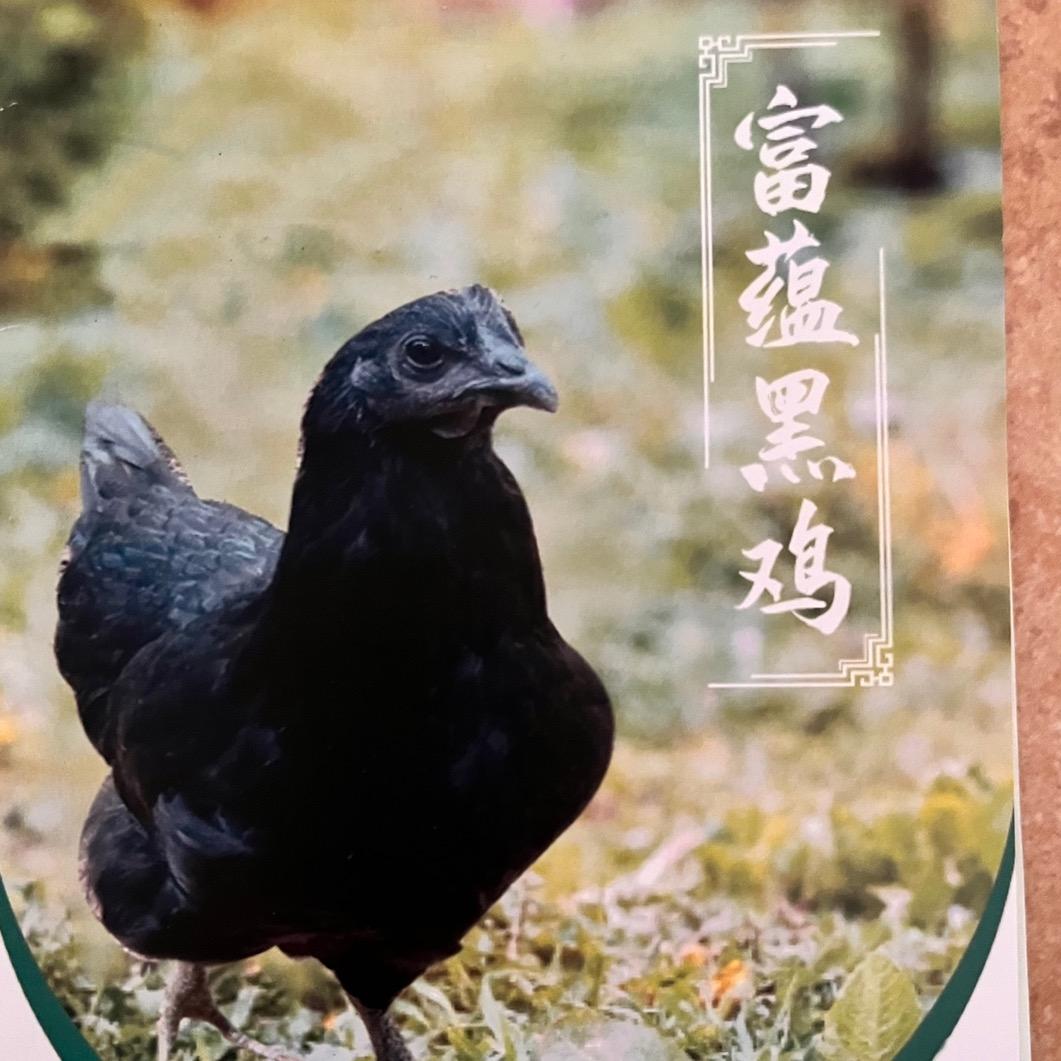 富蕴黑鸡