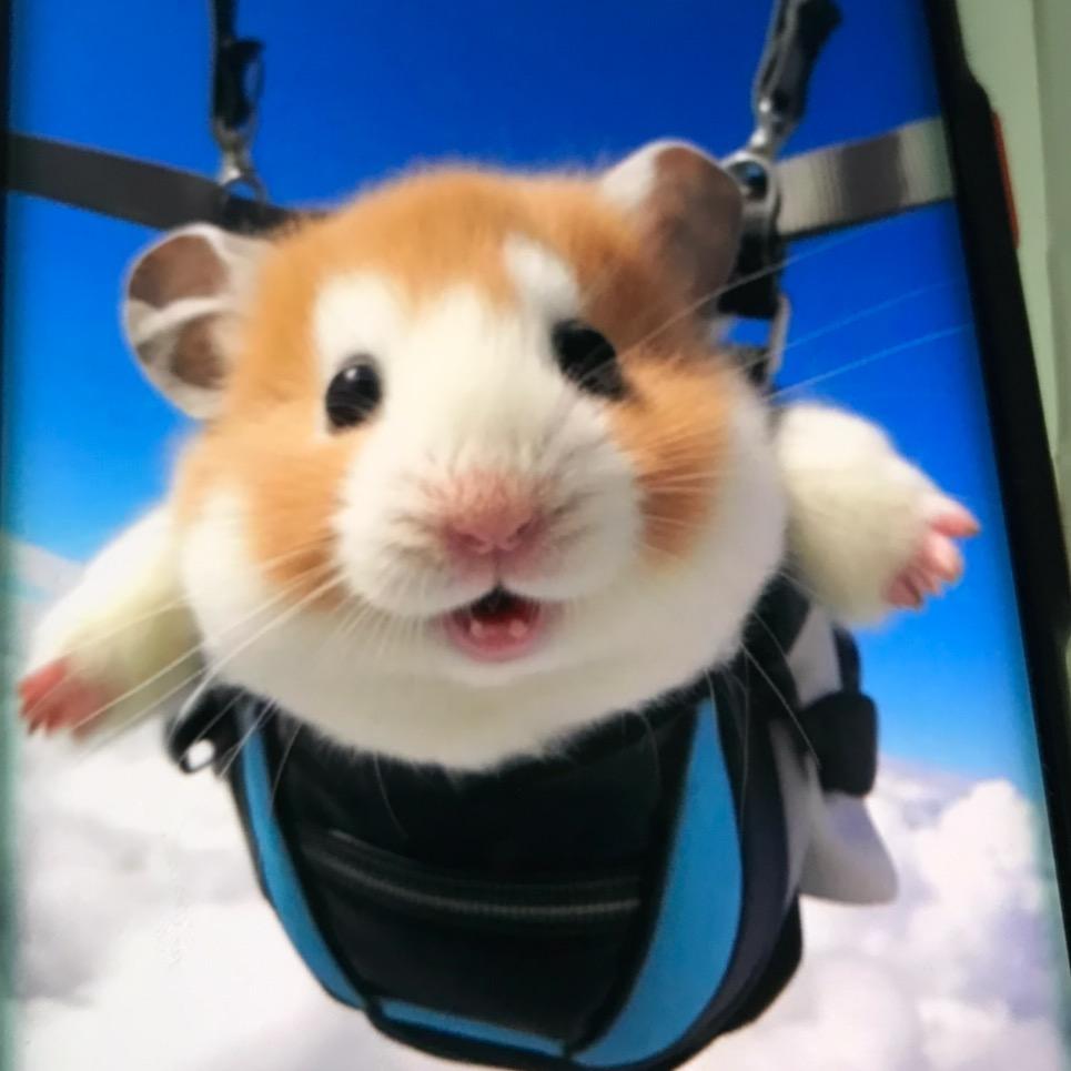 B生肖鼠146