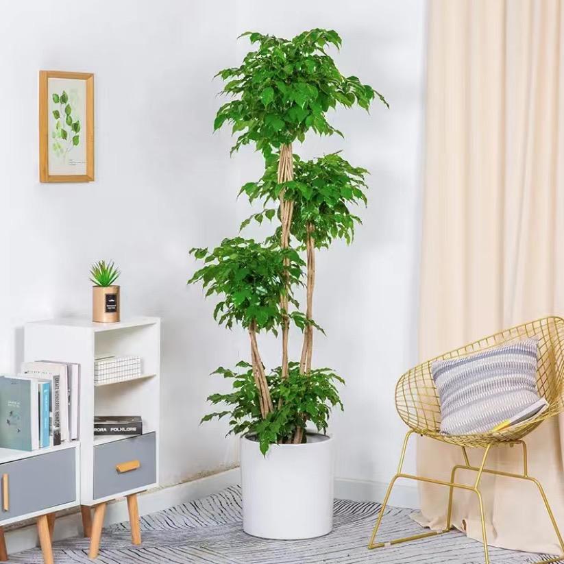 米尼绿植店