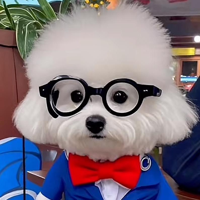 一只小比熊