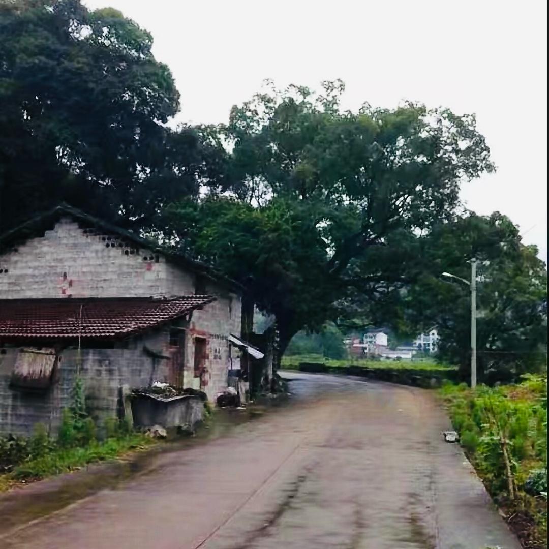 塞尔维亚🇨🇳🇷🇸。李先生饭店