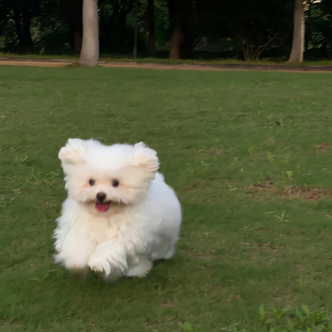 小迪饱饱