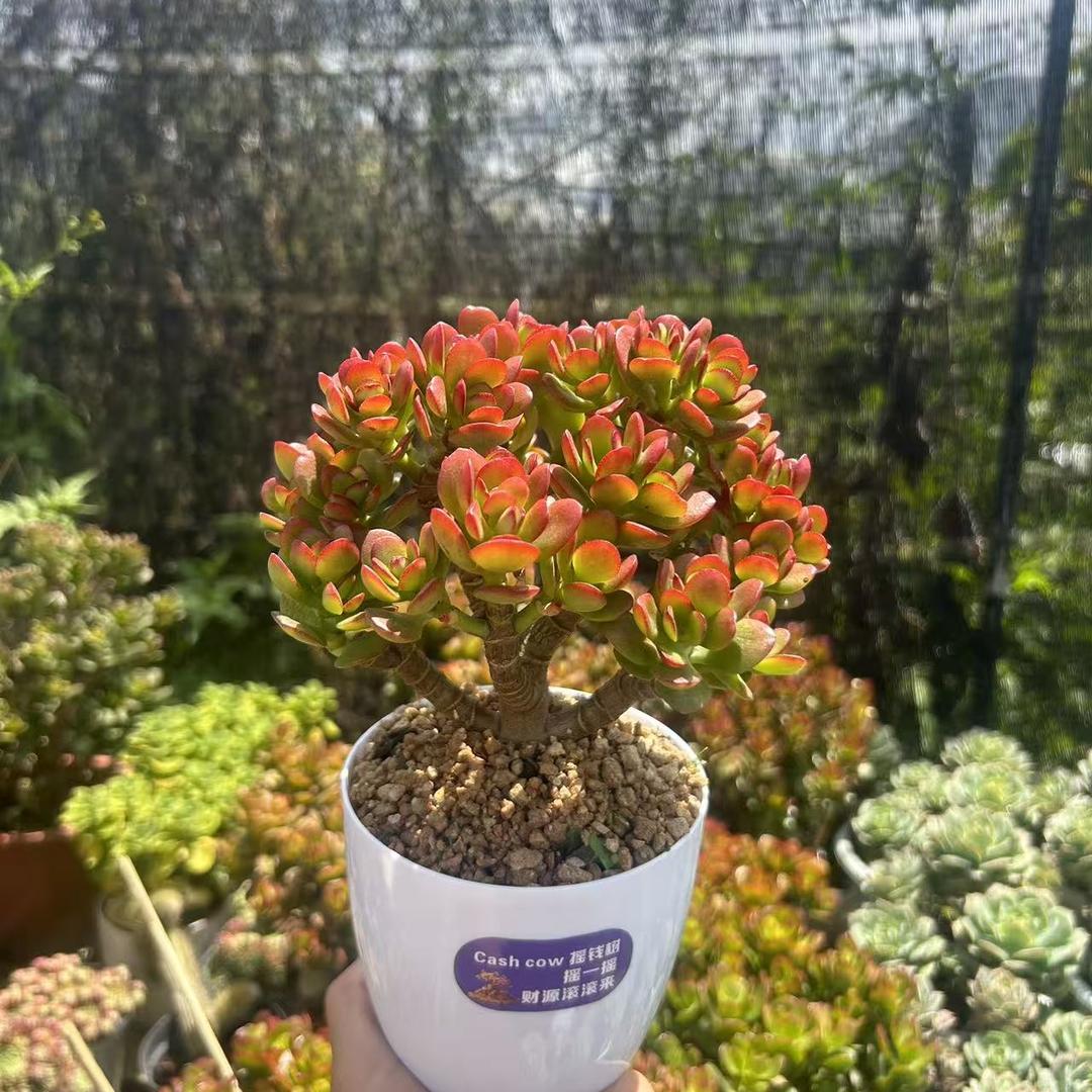 云南遇见花满山园艺