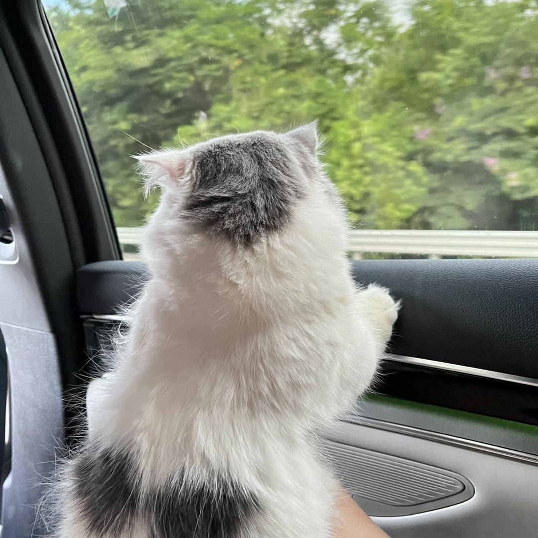 饲养员🐑的三喵碎碎念