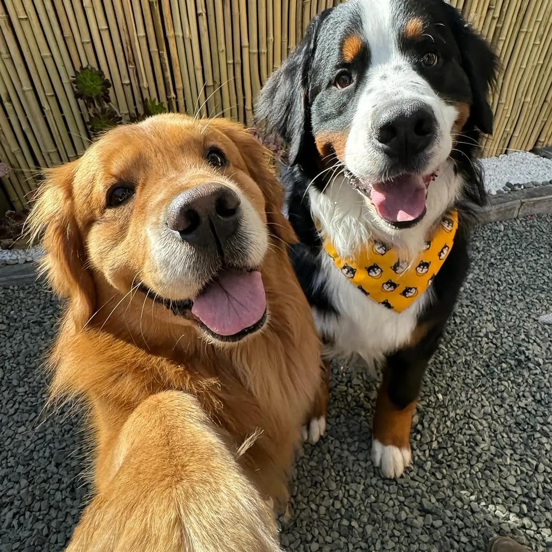 大瑞宠物用品专营店