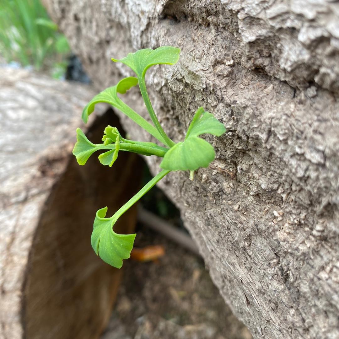 正宗银杏木实木砧板