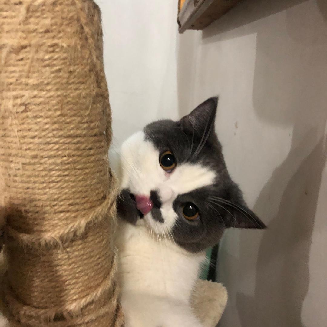 麻辣烫是只肥喵